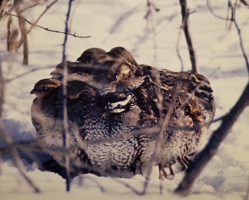 A close-up photo of a group of brown, white and black quail huddled together in a snowy landscape.