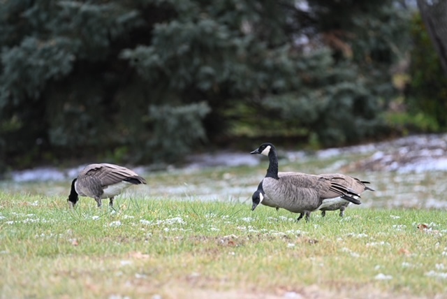 Three Canada geese graze on a green lawn with a skiff of snow. In the background are evergreen trees.