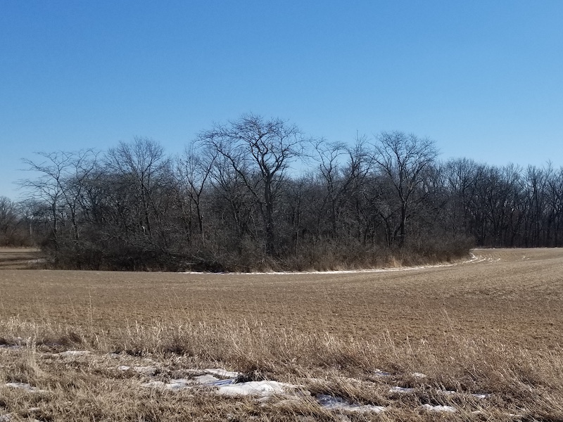 An agricultural field during the winter with snowy skiffs along the edges. In the background is woodland.