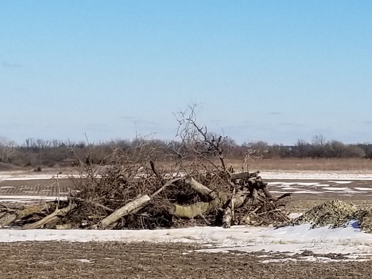 A brush pile in an agricultural field during the winter. A skiff of snow surrounds the brush pile in the foreground and background landscapes.