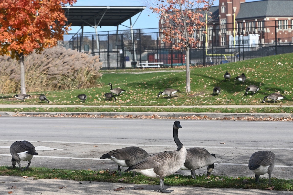 Groups of Canada geese are on either side of a road in a town. The geese are grazing on the short mowed green grass in the lawns. In the background is a football field near a school.