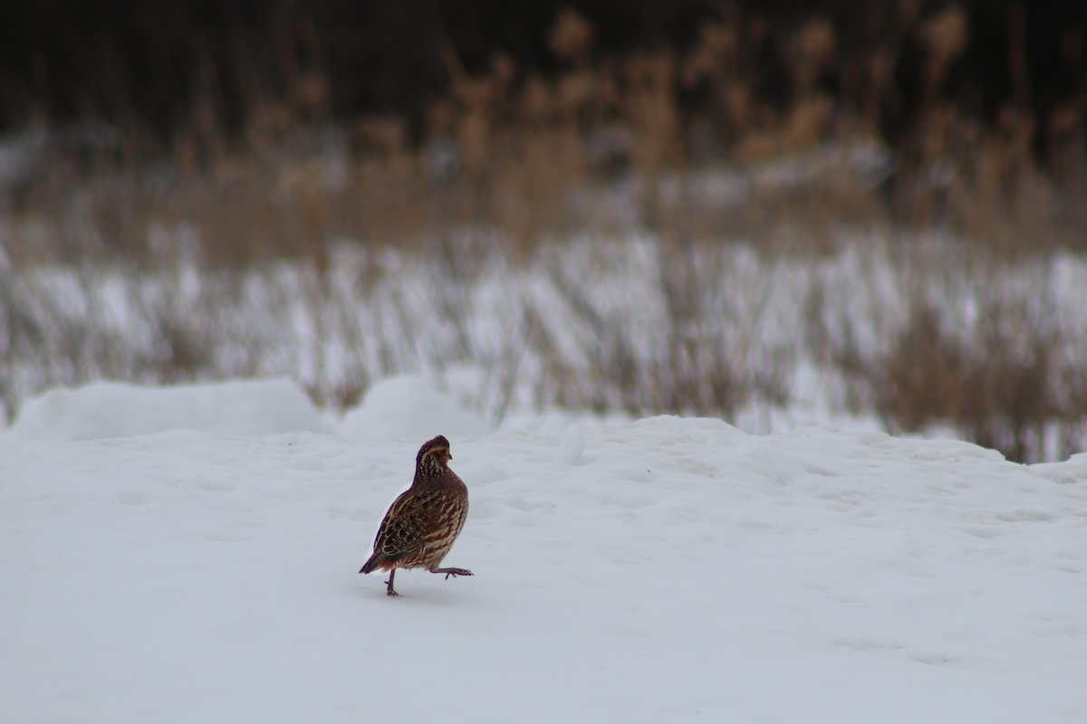 A brown and tan quail walks across a snowy grassland.