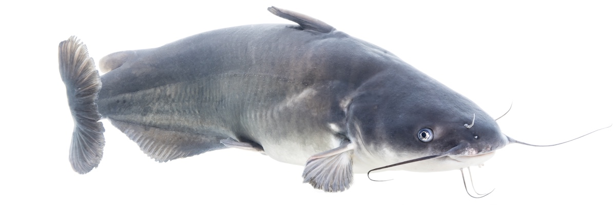 A blue gray catfish with a white belly swims on a white background.