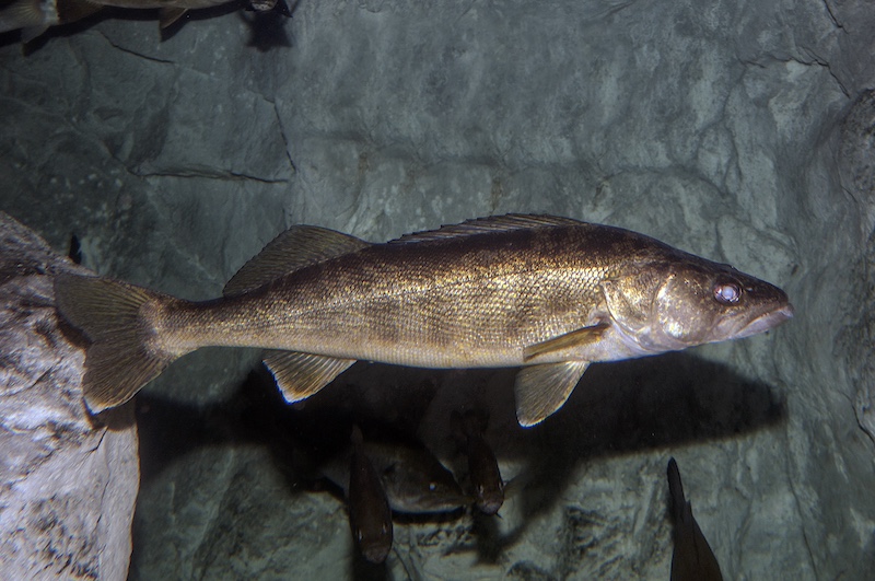 A tan fish swims to the right.