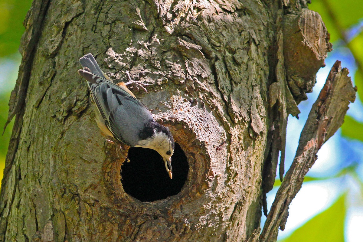 A gray, black and whit bird perches upside down over the entrance of a cavity in a tree trunk with a seed in its mouth. In the background is green foliage.