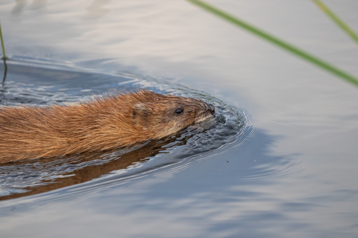 A close-up of a brown muskrat swimming in a wetland.