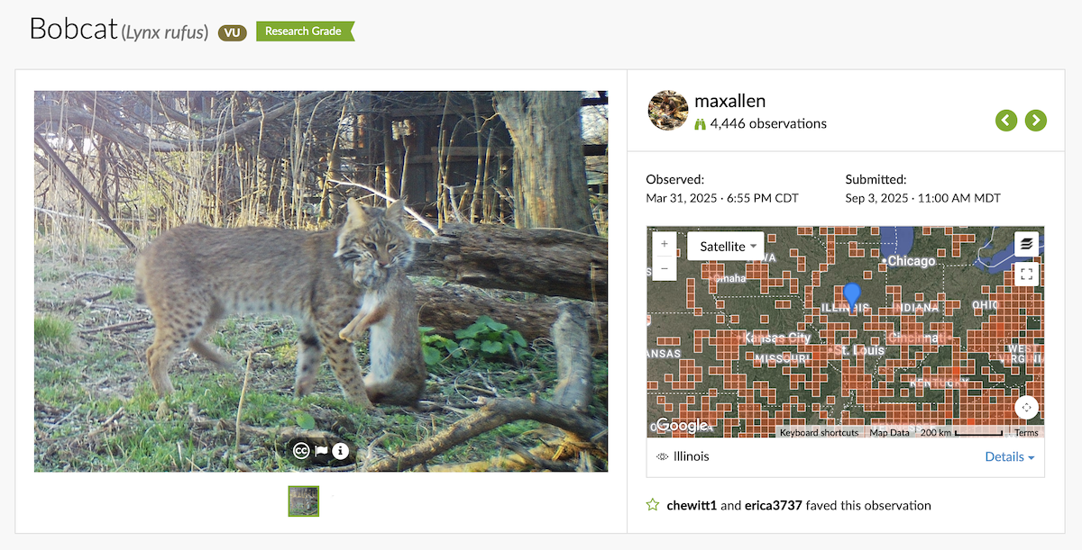 A screenshot from the iNaturalist cellphone application that shows a bobcat carrying a successfully caught rabbit in its mouth on the left. On the right is a map showing the locations of different observations of bobcats throughout the state of Illinois. 