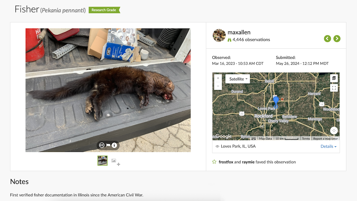 A screenshot of the iNaturalist cellphone application. On the right is a photo of a fisher on a tailgate of a pickup truck. The photo on the right is a map showing the location of where the photo was taken..