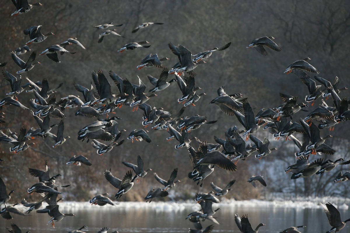 A group of wild geese in flight above a body of water. In the background is a snowy shoreline filled with trees.