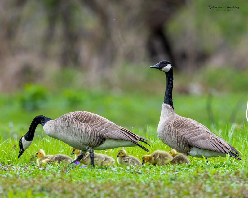 A family of Canada geese forage in a  grassy area. One of the adults stays alert while the other looks for food for the goslings. The fully gray and yellow goslings walk in a line in-between the two adults.
