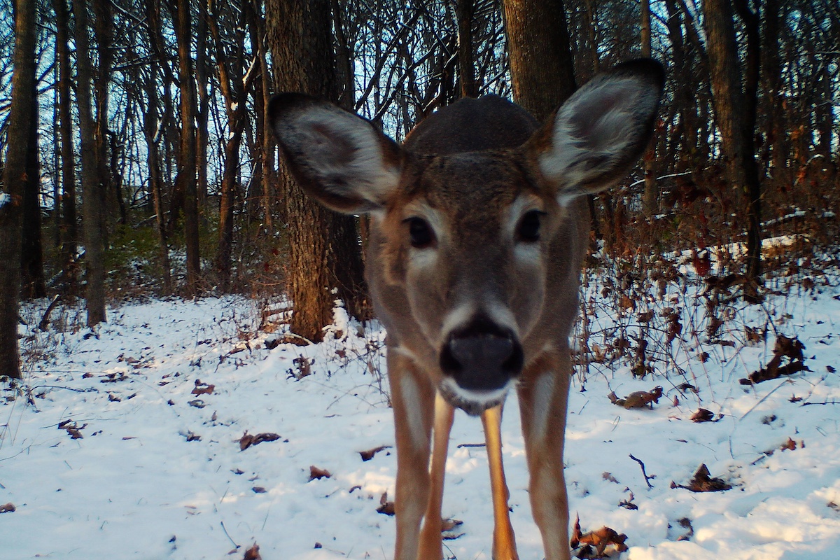A portrait of a deer looking directly into a trail camera. In the background is a snowy woodland.