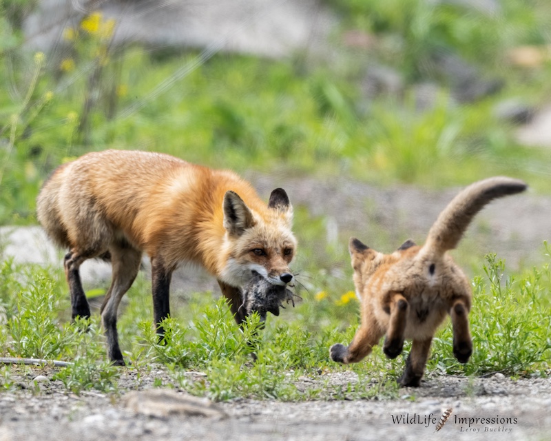 A mother fox brings successfully caught prey back to the den site. One of her kits runs toward her. green vegetation is in the background.