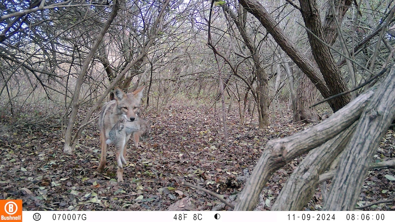 A coyote carries a successfully caught rabbit through shrubs on at the edge of a woodland.