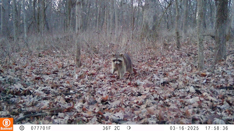 A black, tan and brown raccoon walks through a woodland during early spring.