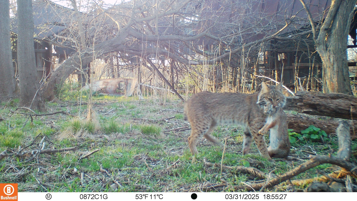 A brown, tan bobcat with black spots carries a successfully caught rabbit in its mouth across an old barnyard. In the background is a dilapidated old barn.