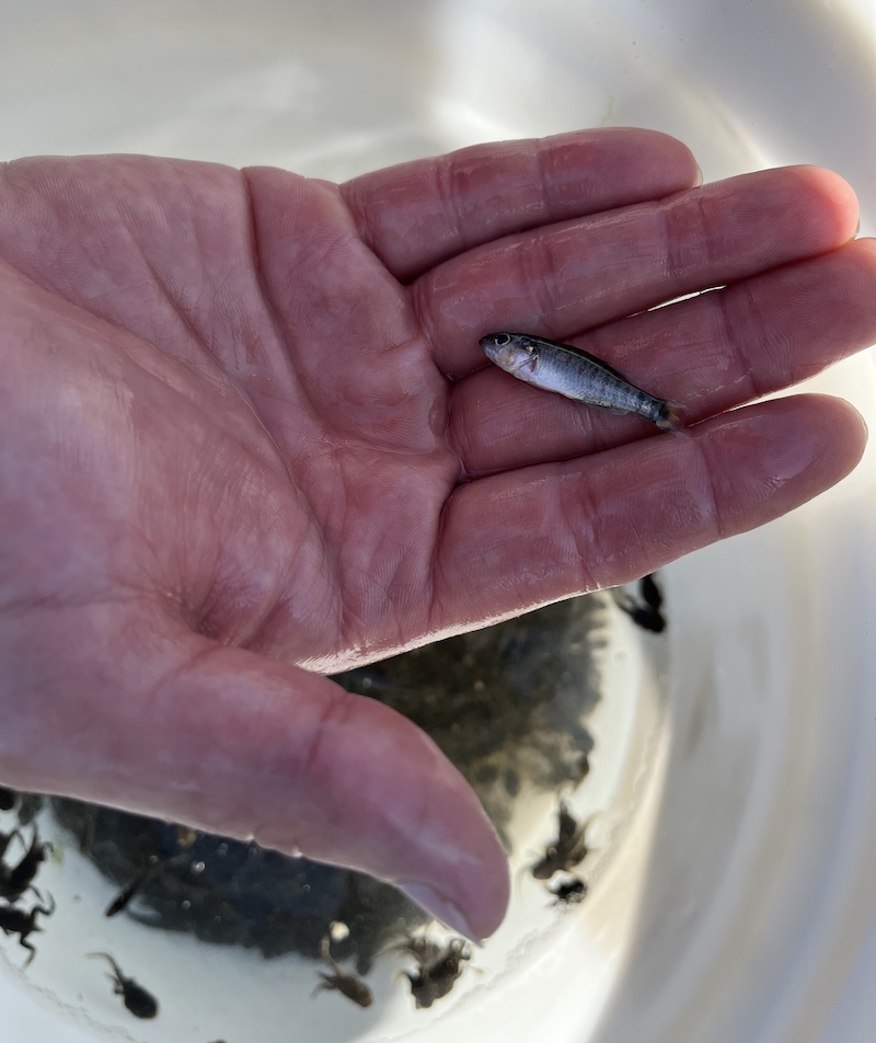 A close-up of an about 1 inch long silver, gray fish held in the palm of a biologist's hand. In the background is a bucket with tadpoles.