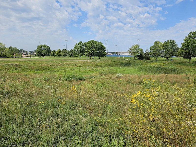 A wetland full of flowers and lush green plants. Overhead is a bright partly blue sky. A road way with trees are in the background.