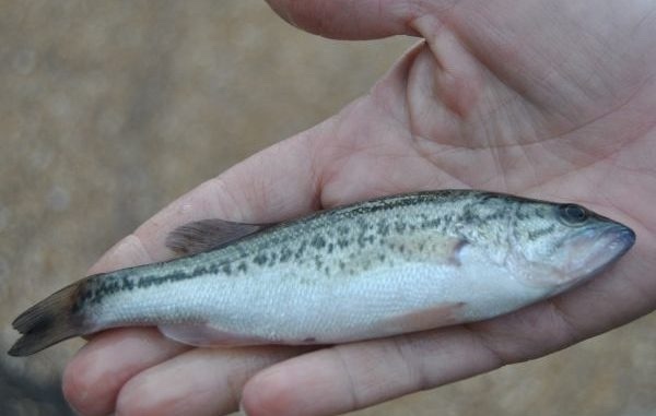 A about 4 to 7 inch long white and mottled green fish held in the hand of a biologist.