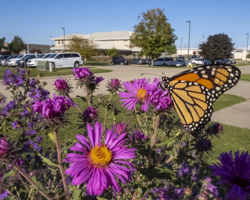 A orange, white and black monarch butterfly nectars on a bright purple flower with a yellow center. Many flowers fill the foreground. In the background is a parking lot with cars in front of a tan building.