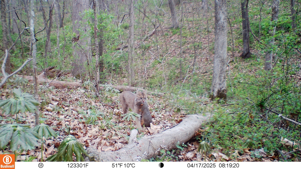 A brown bobcat carries a successfully caught squirrel in its mouth across a spring woodland hillside.