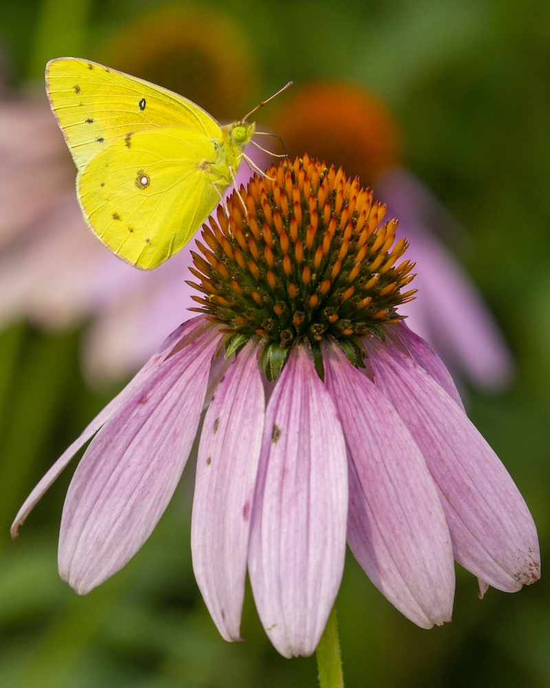 A close-up of a small bright yellow butterfly nectaring on a flower with pink petals and orange cone-shaped center.