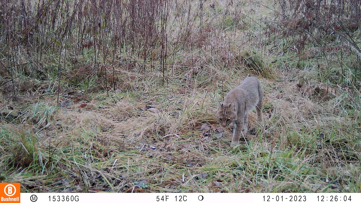 A brown bobcat walks through a grassy area.