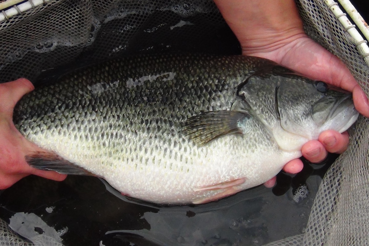 A large dark green and white fish is held by both hands of a biologist. One hand is on the tail of the fish, and the other is supporting the head of the fish. The fish is supported by a net.