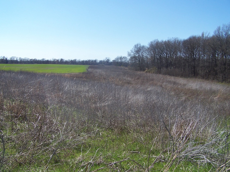 An agricultural field surrounded by a buffer strip of grasses. A woodland is in the background and encircles the field and grassy strip to the right.