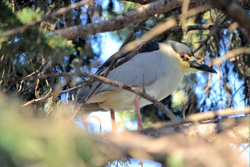 A white and gray heron with a black cap and black wings is perched on a tree branch.