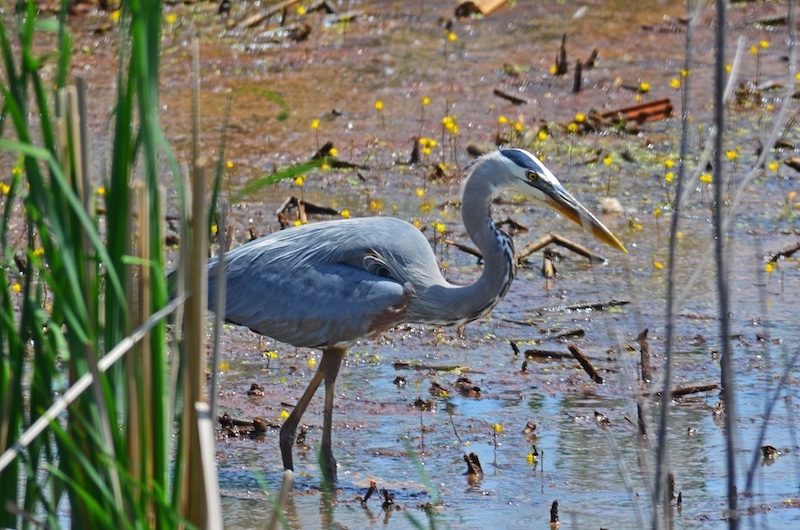 A blue, white and black heron wades in a wetland. Green cattail canes are in the foreground and frame the image.