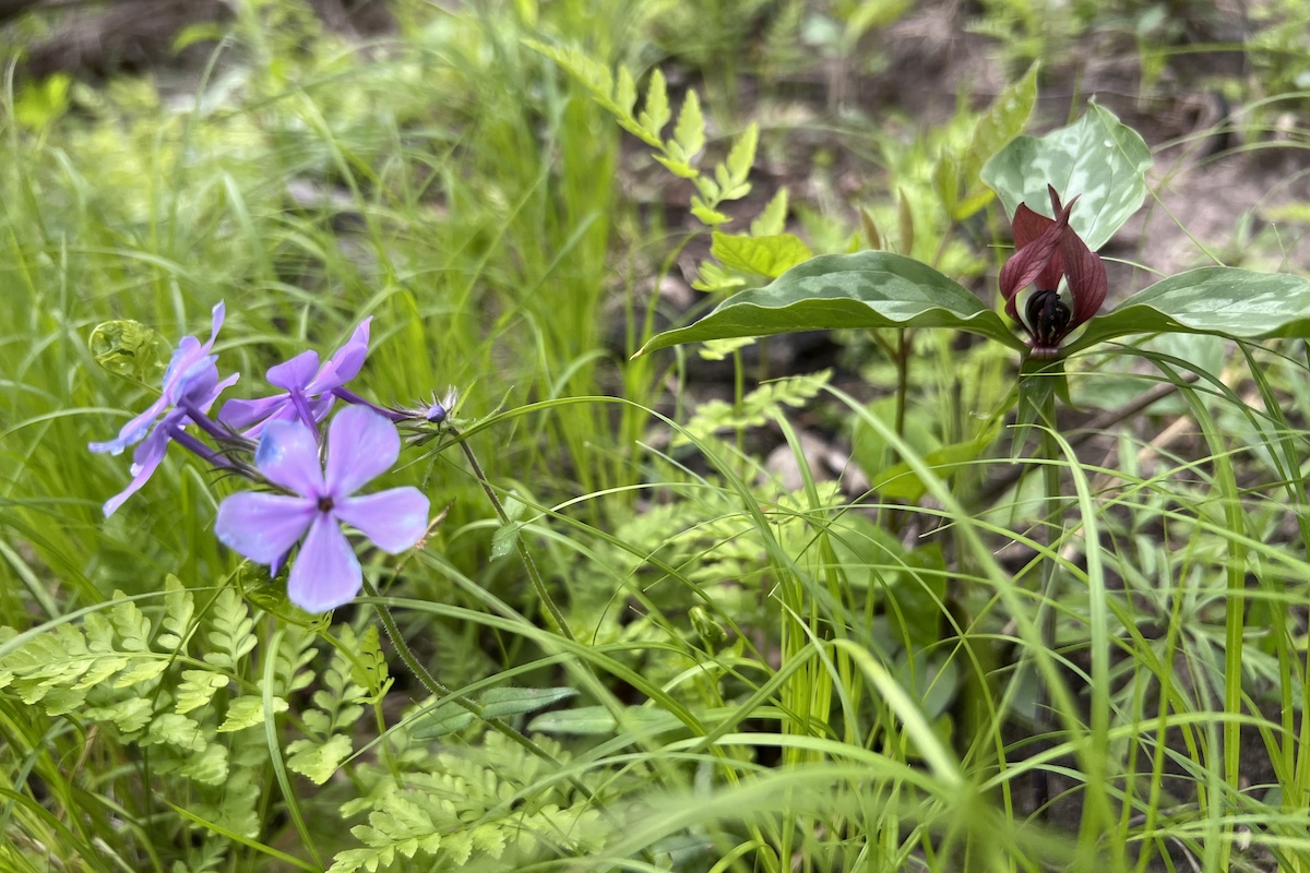 A close-up of spring flowers growing on the forest floor.