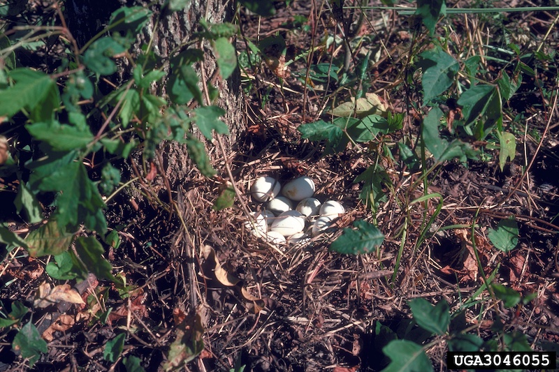A clutch of white quail eggs in a grass nest next to the base of a tree. Surrounding the nest are green understory vegetation.