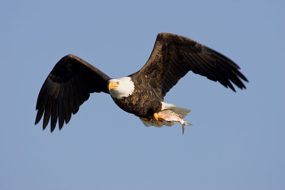 A bald eagle soars through the sky carrying a silver fish in its talons. A bright blue sky is in the background.