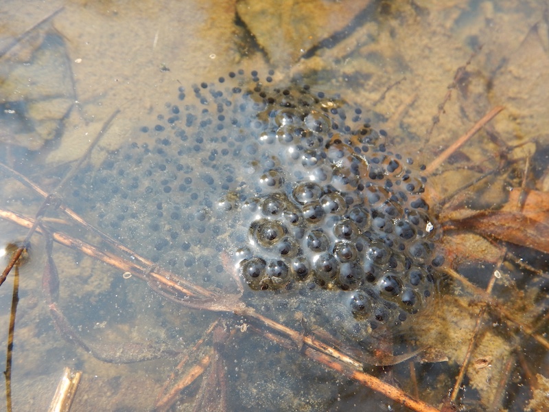 A close-up of gelatinous frog eggs mostly submerged in a shallow ephemeral pool. Brown leaf litter is at the bottom of the wetland.