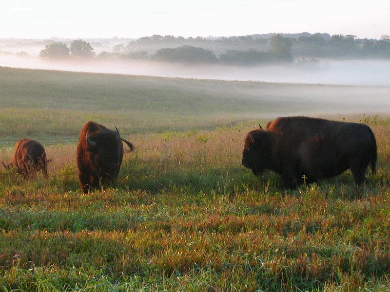 A group of bison graze on prairie grasses as the evening light casts long shadows across the landscape. In the background trees are partially obscured by fog forming in the bottomland.