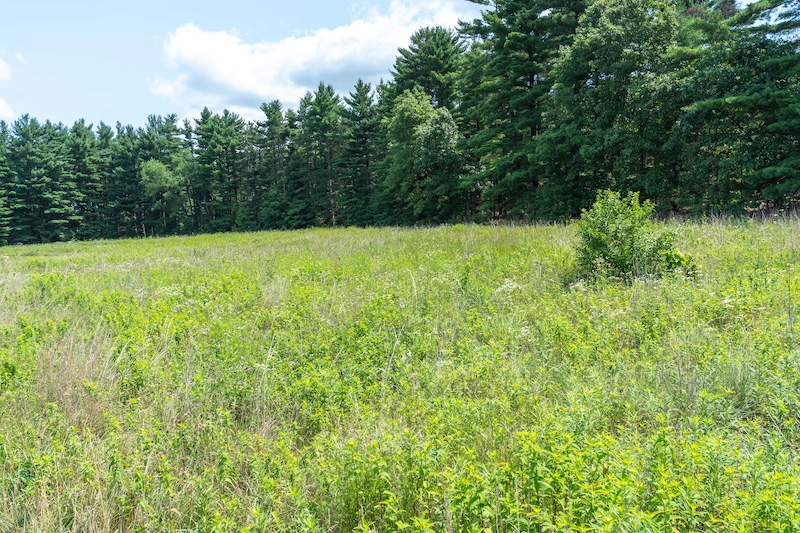A lush green grassland restoration field is surrounded by tall green pine trees. Overhead is a bright blue partly cloudy sky.
