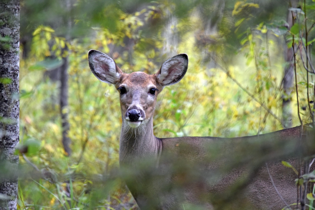 A brown and gray white-tailed deer peers through the understory foliage in a forest.