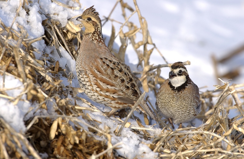 Two brown, tan, white and black quail forage for food in agricultural residue in a snowy field in winter.