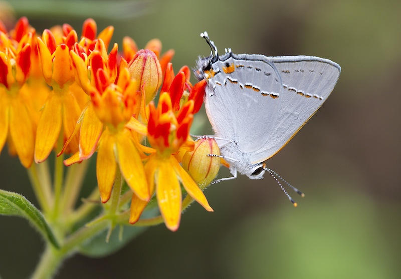 A small gray butterfly with orange spots with black and white highlights along its wings perches on a orange grouping of flowers.