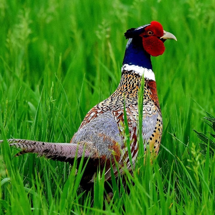 A colorful red, iridescent blue, white, tan, reddish, gray and black adult male ring-necked pheasant stands on alert in a green grassland. 