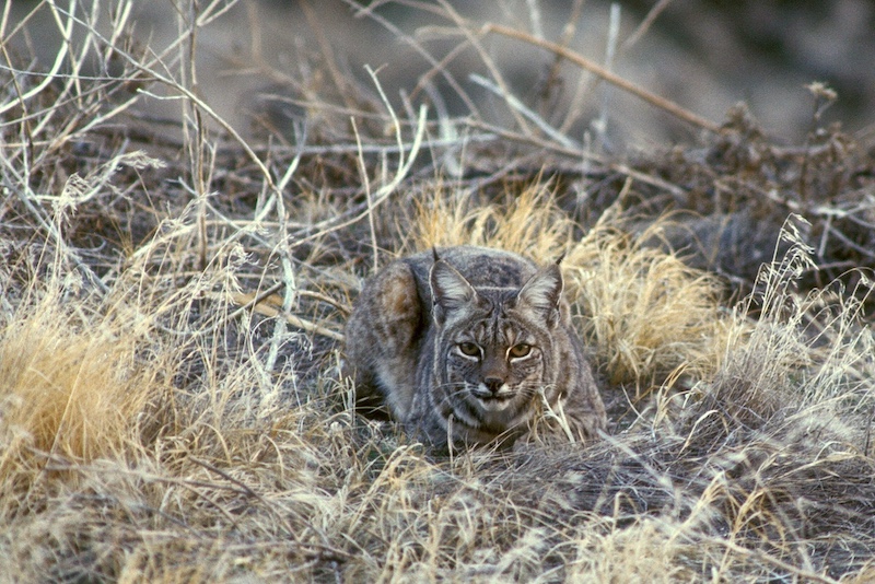 A gray and white bobcat couches amongst some tan and gray grasses. The bobcat is highly camouflaged next to the dried vegetation.