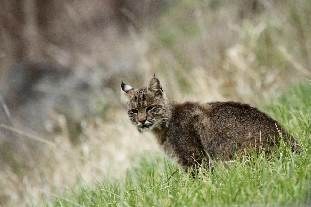 A brown, tan, black and white bobcat sits in a patch of green grass on a hill. Tan grasses are in the background.