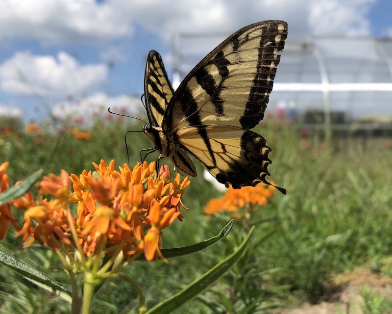 A large yellow and black striped butterfly nectars on a cluster of orange flowers. In the background is a greenhouse against a bright partly cloudy sky.