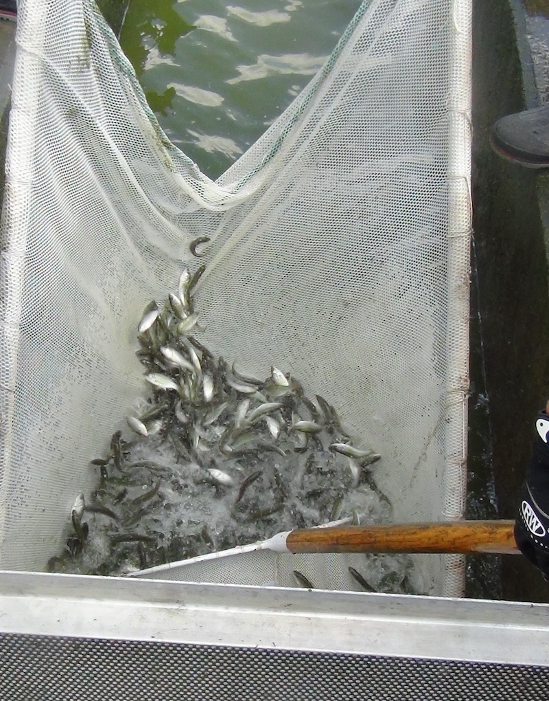 A biologist uses a net to collect about 1- to 3-inches long fish.