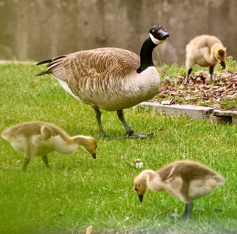 An adult Canada goose stares down the photographer who took this picture of the goose and three of its goslings.