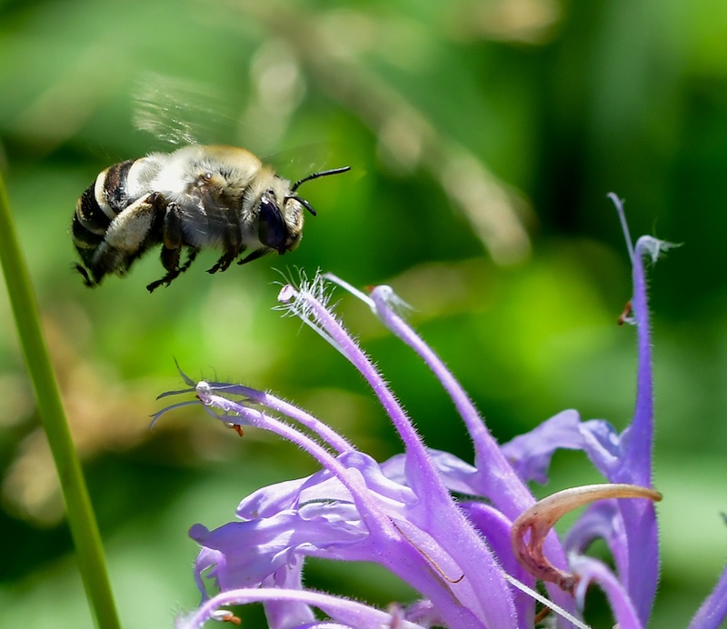 A close-up of a bee about to collect nectar and pollen on a purple prairie flower.