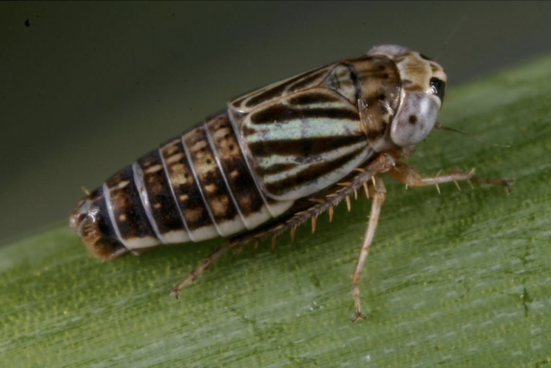 A small brown and tan striped insect resting on the surface of a green leaf.