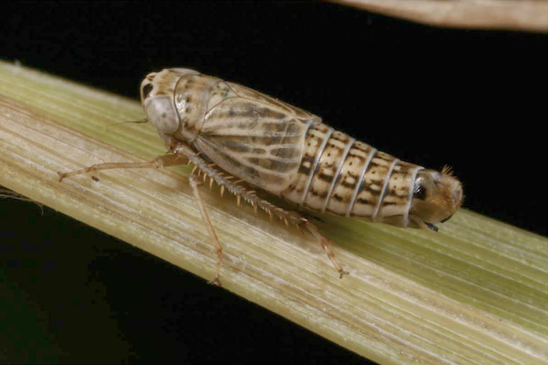 A small tan insect resting on the surface of plant stem.