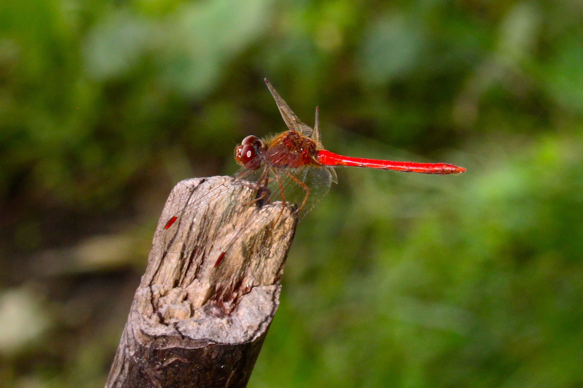A close-up of a dragonfly with a brownish red head and thorax and a bright red abdomen.