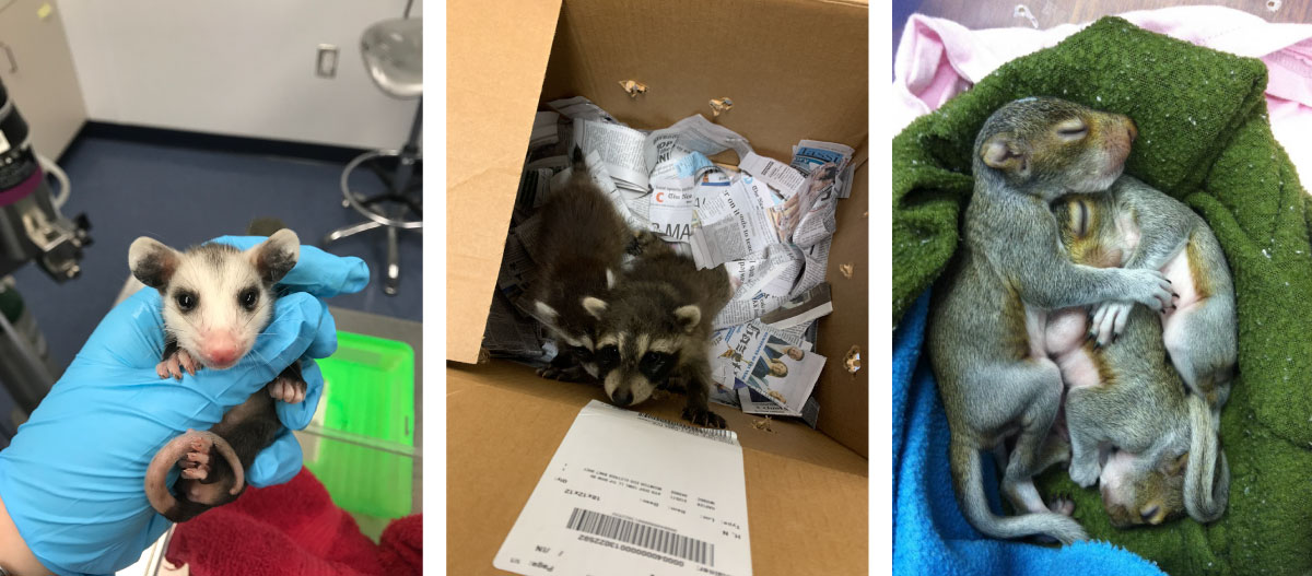 A collage of three photos in a row. The image of the left is of a baby Virginia opossum being held by a blue latex gloved hand of a veterinarian. In the background is an examination room. The middle photo is a view looking down at a cardboard box with newspaper in the bottom and two baby raccoons inside. The photo on the right is of three baby squirrels snuggled in together resting on some fuzzy fabric. The squirrels are so little their eyes haven't opened up yet.